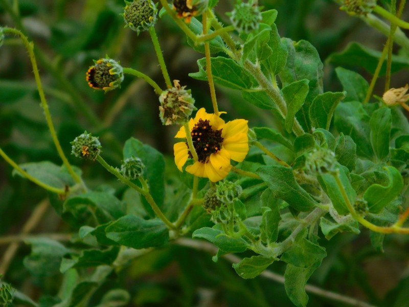 Encelia palmeri photo 2