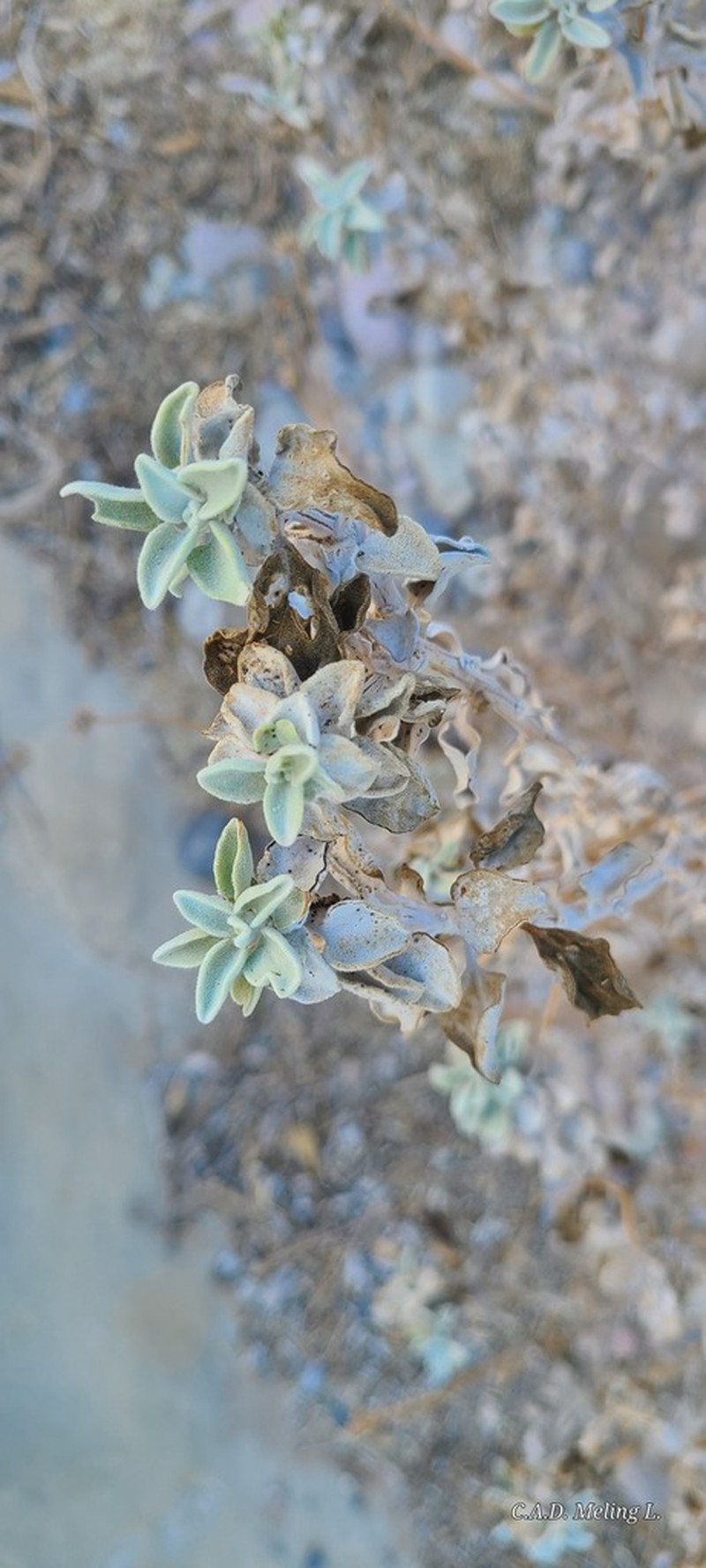 Encelia palmeri photo 3