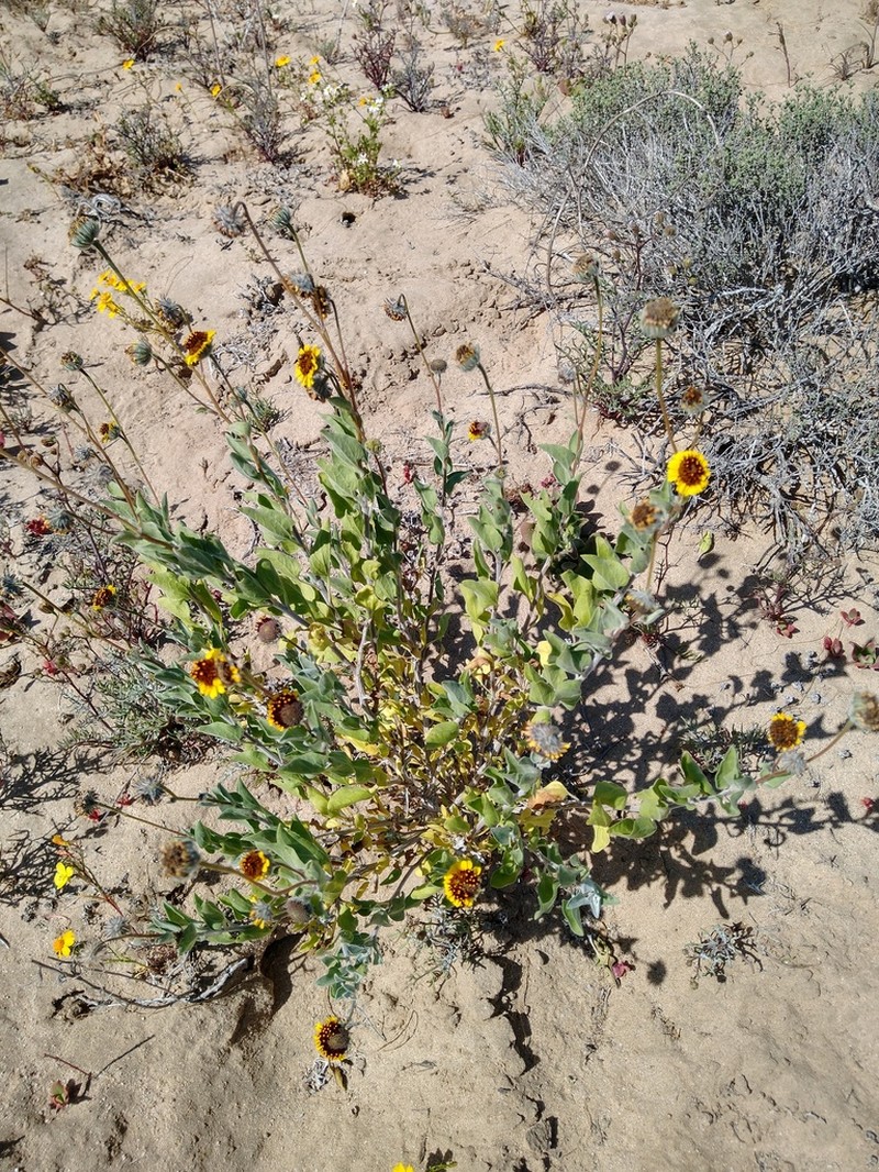 Encelia palmeri photo 4