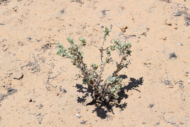 Encelia palmeri photo 5