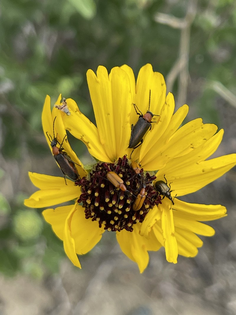 Encelia palmeri photo 6