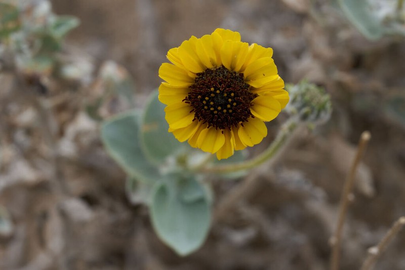 Encelia palmeri photo 8