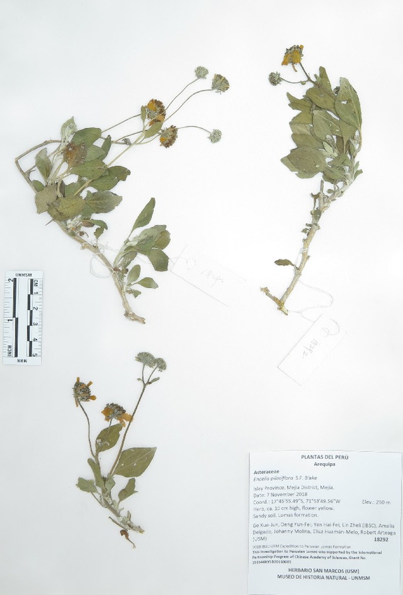 Encelia pilosiflora