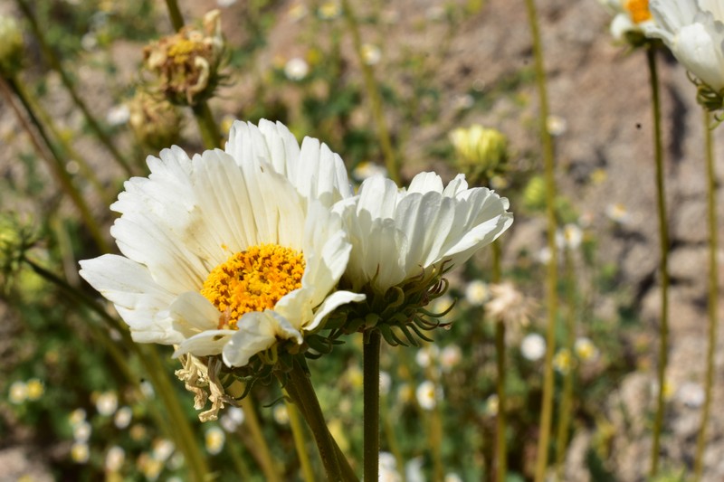 Encelia ravenii