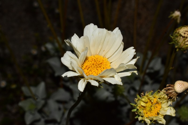 Encelia ravenii photo 2