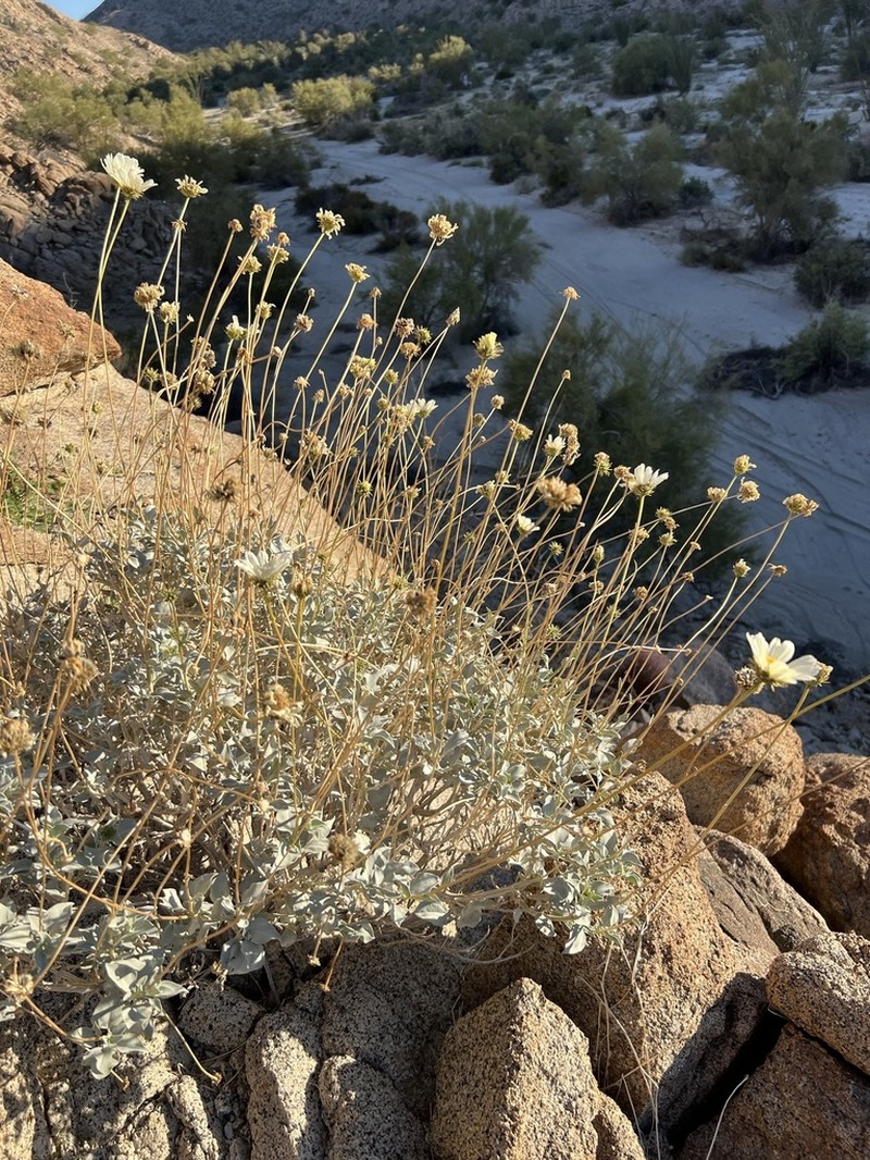 Encelia ravenii photo 3