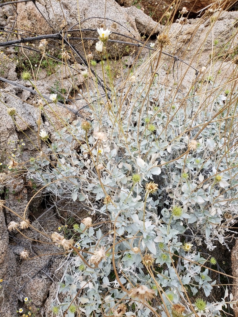 Encelia ravenii photo 4