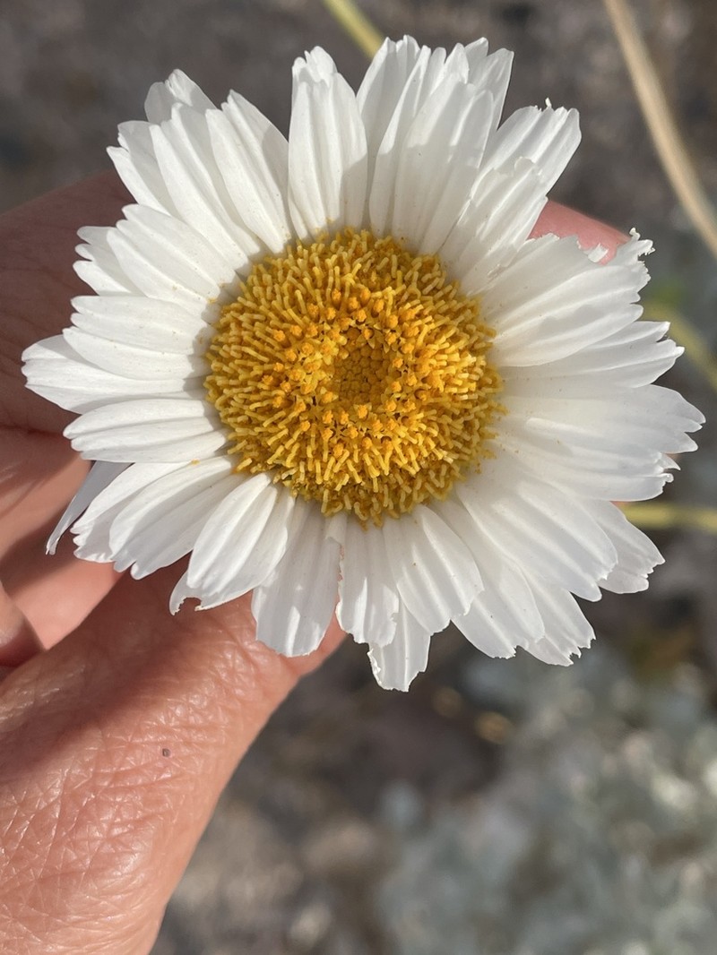 Encelia ravenii photo 5
