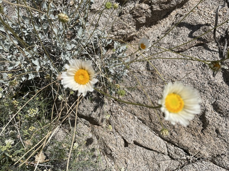 Encelia ravenii photo 6