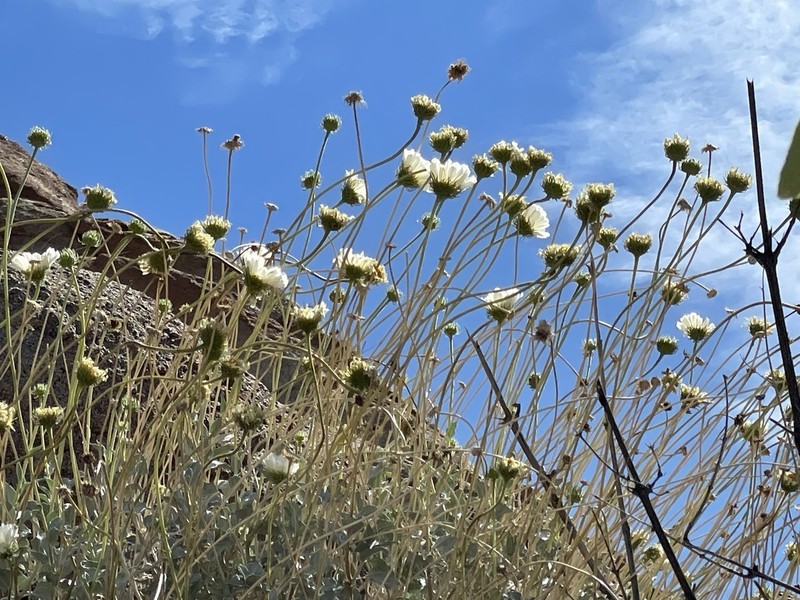 Encelia ravenii photo 7