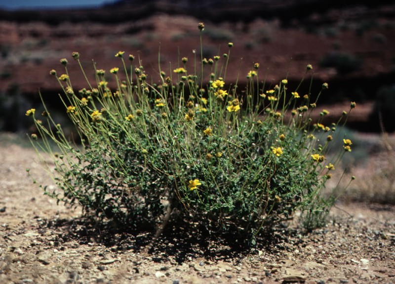 Sticky Brittlebush