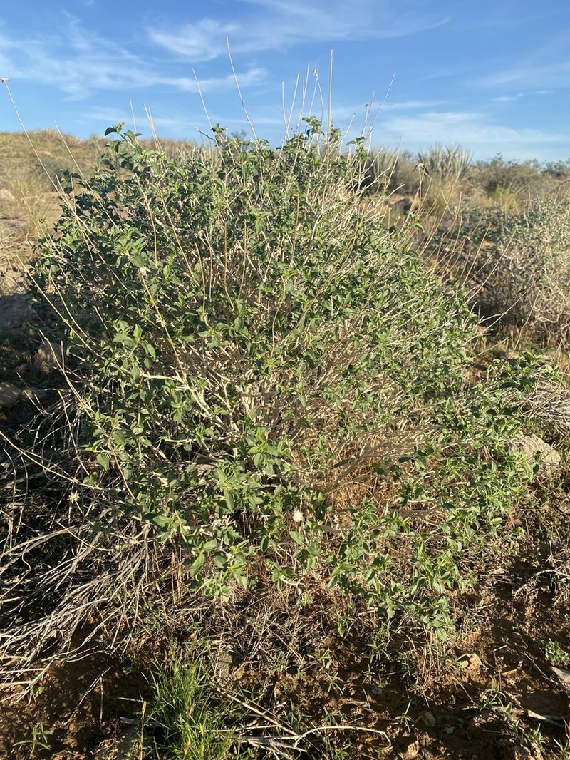 Sticky Brittlebush