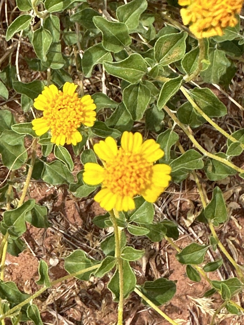 Sticky Brittlebush photo 2