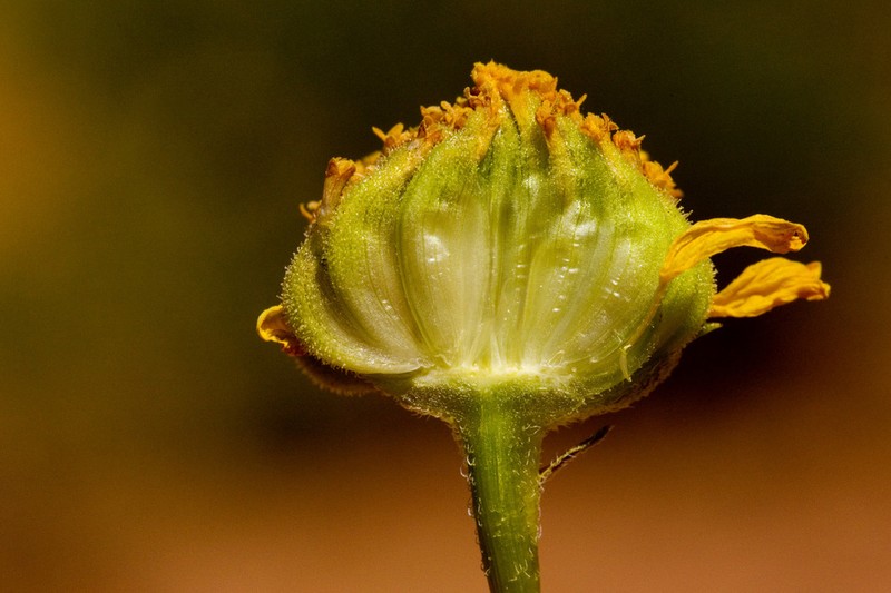 Sticky Brittlebush photo 3