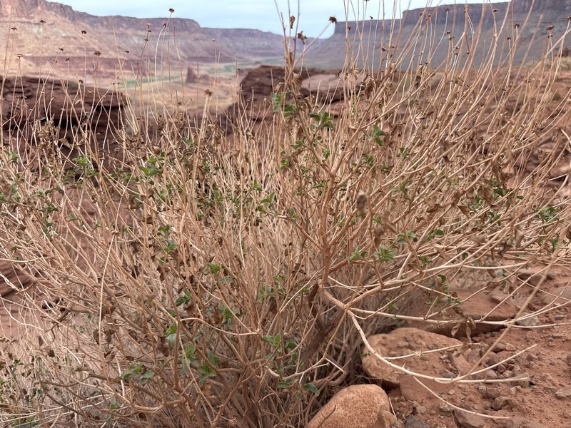 Sticky Brittlebush photo 4