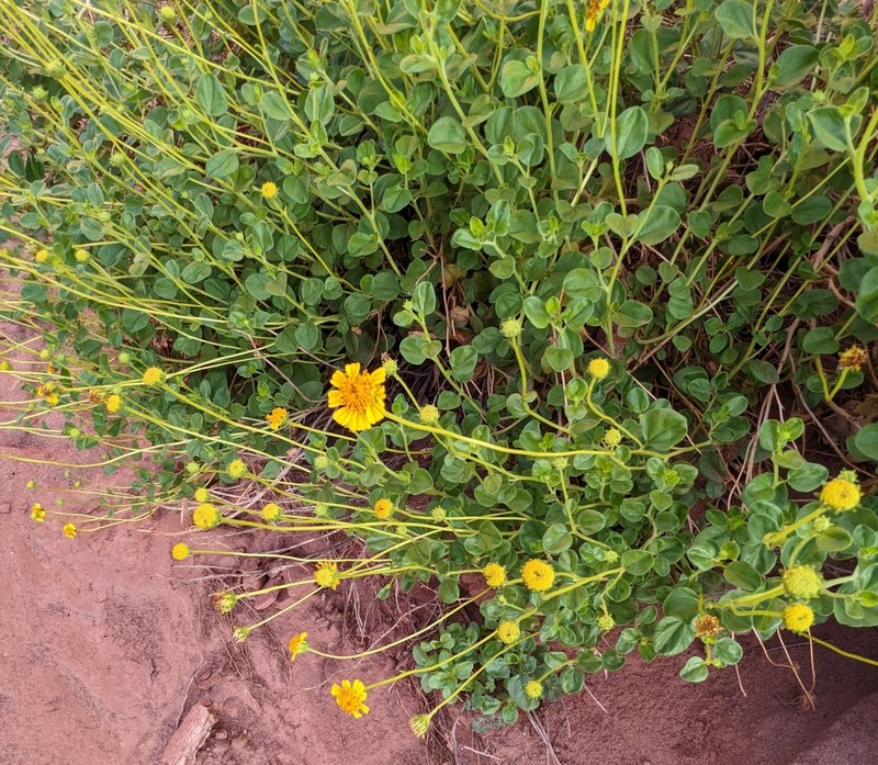 Sticky Brittlebush photo 5