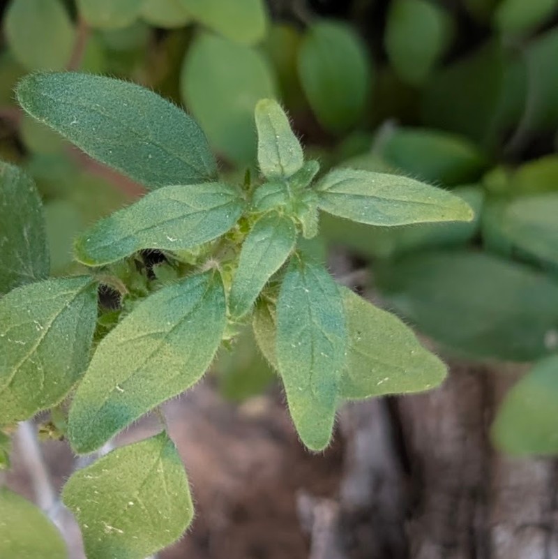 Sticky Brittlebush photo 6