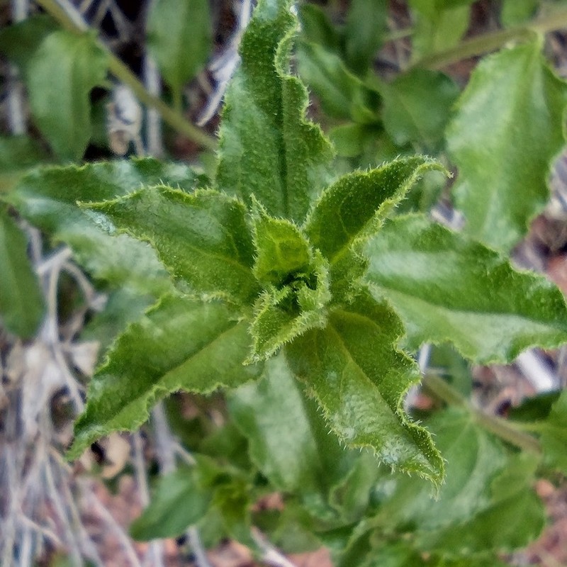 Sticky Brittlebush photo 7