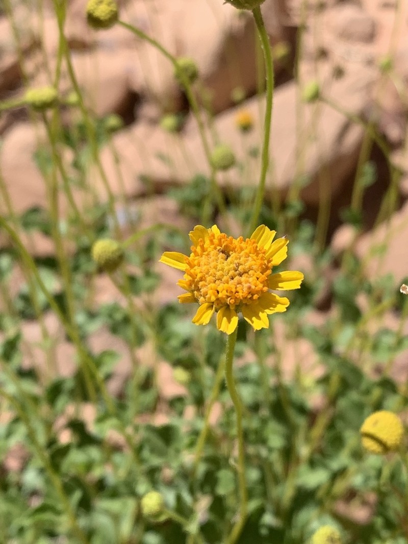 Sticky Brittlebush photo 8