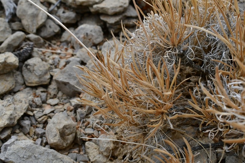 Onehead Brittlebush
