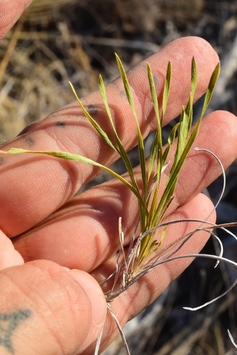 Onehead Brittlebush photo 2