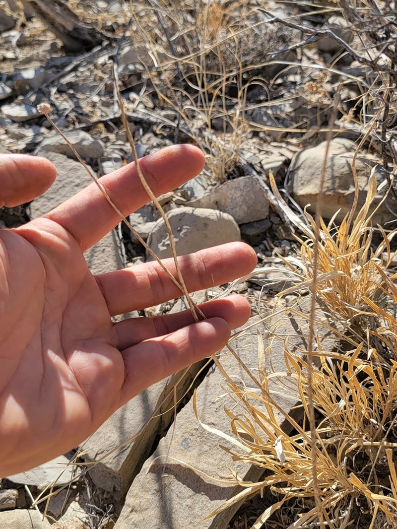 Onehead Brittlebush photo 3