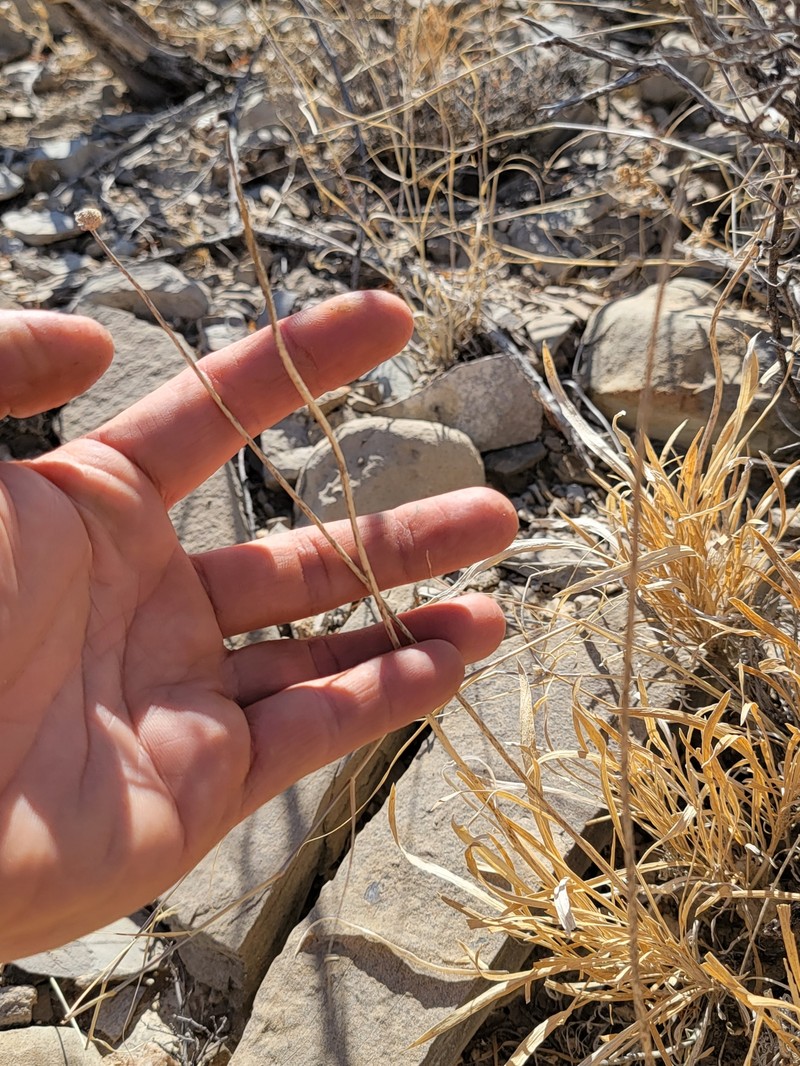 Onehead Brittlebush photo 5