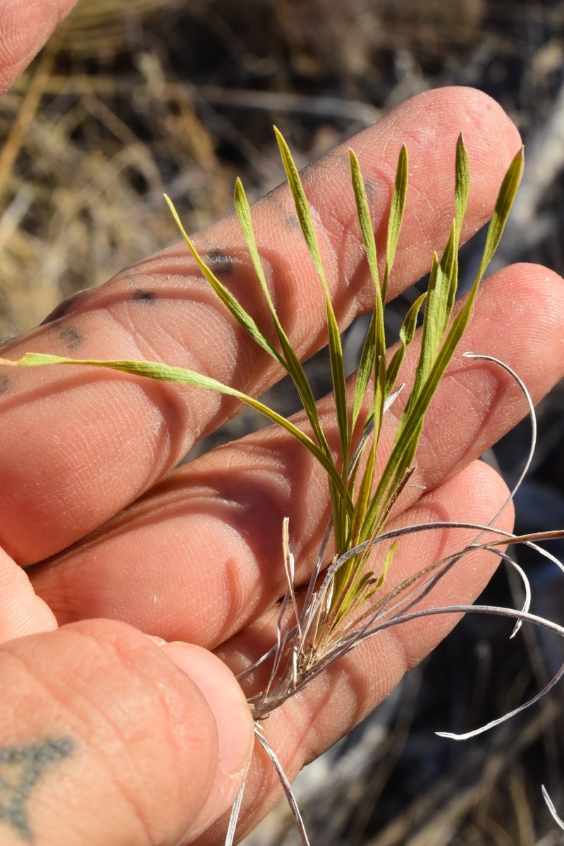 Onehead Brittlebush photo 6