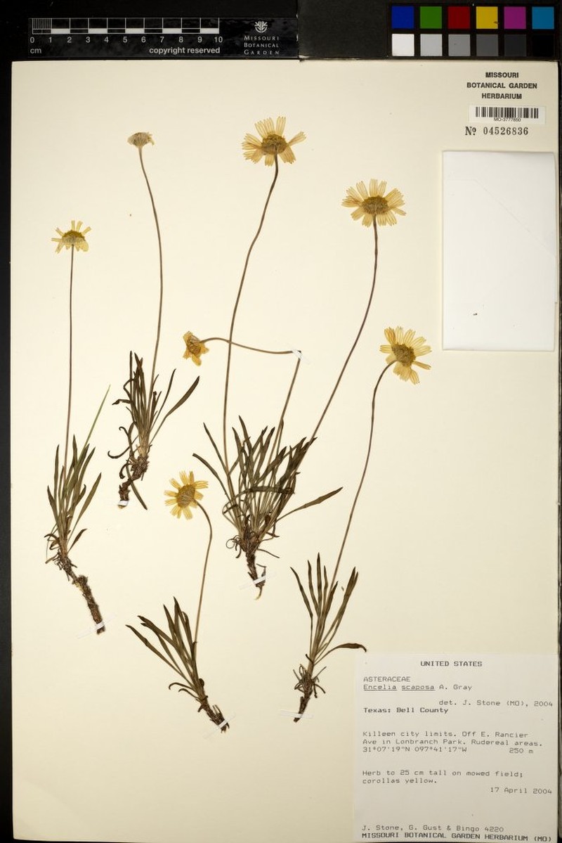 Onehead Brittlebush photo 7