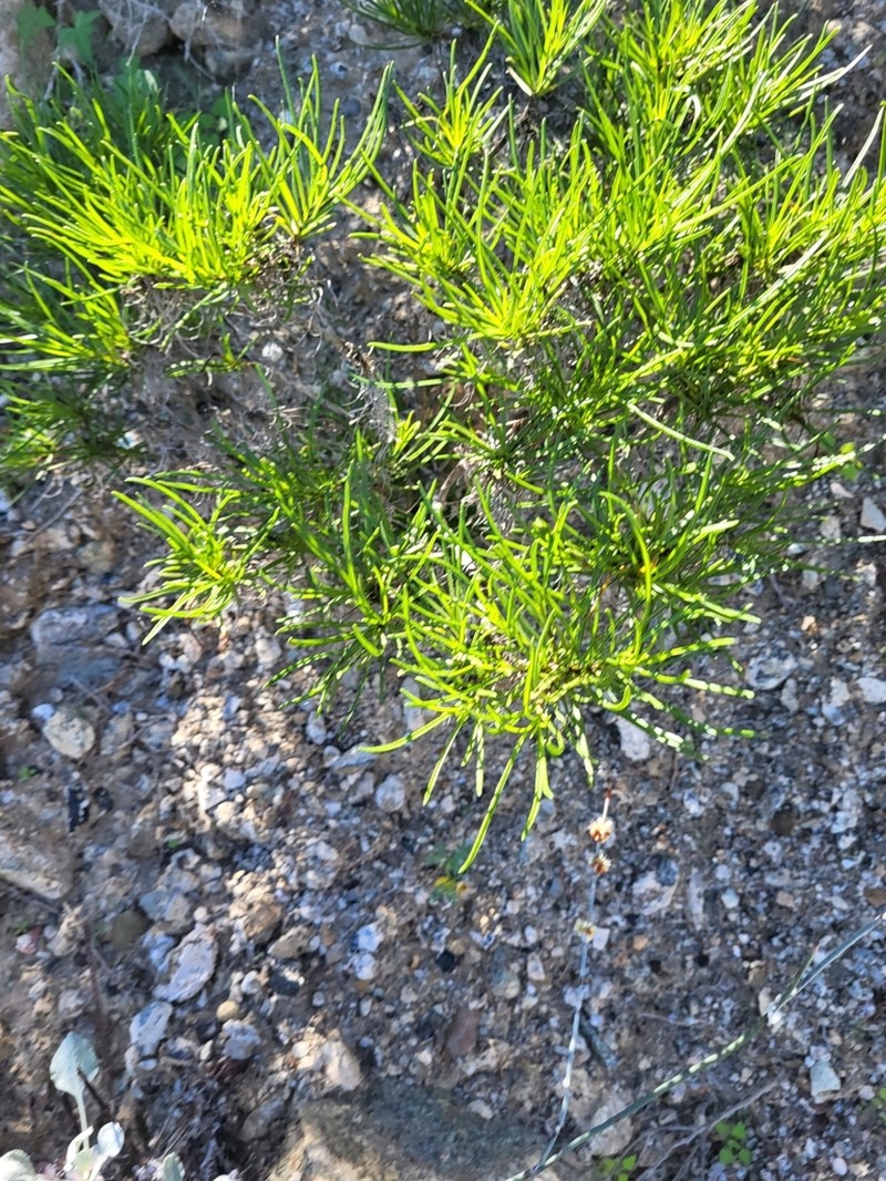 Encelia stenophylla