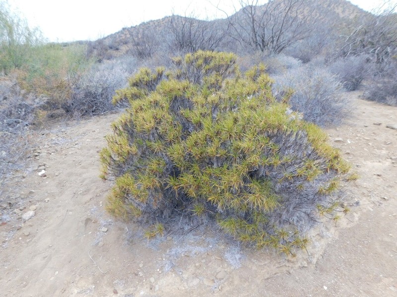 Encelia stenophylla photo 2