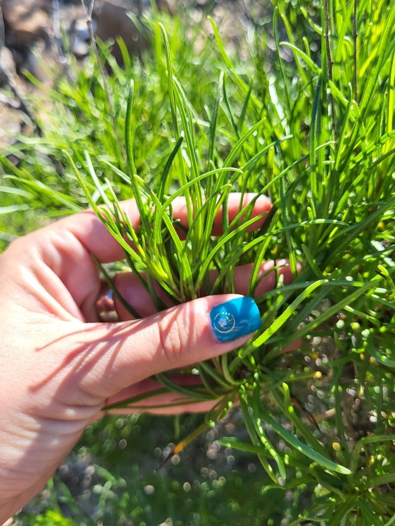 Encelia stenophylla photo 3