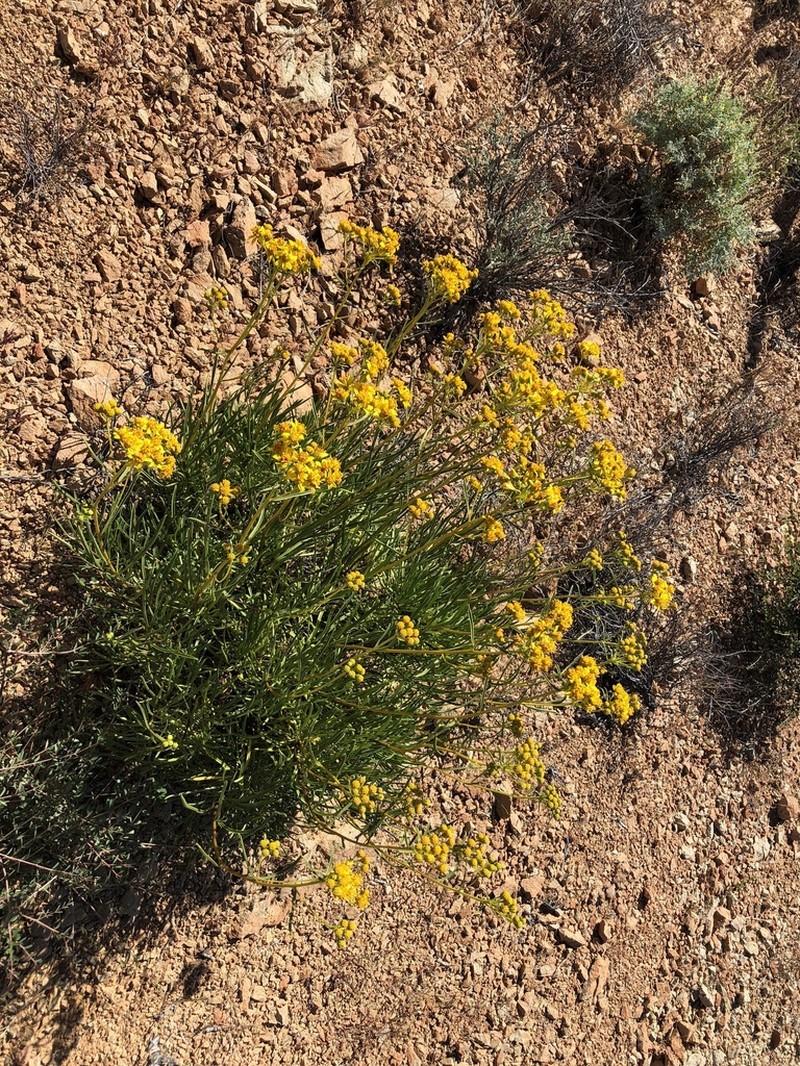 Encelia stenophylla photo 4