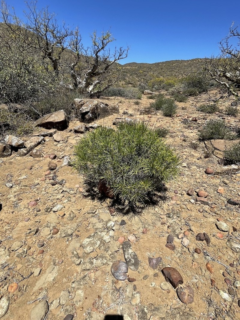 Encelia stenophylla photo 5