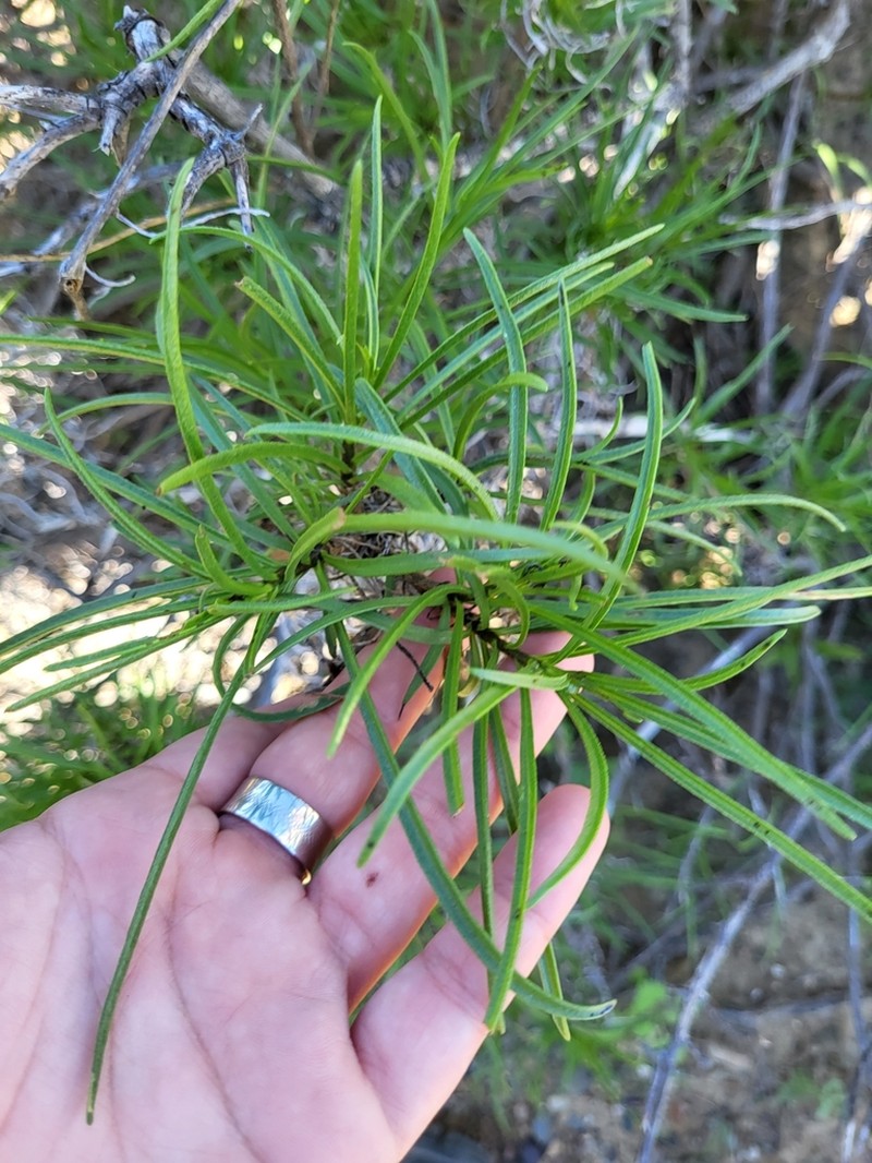 Encelia stenophylla photo 6