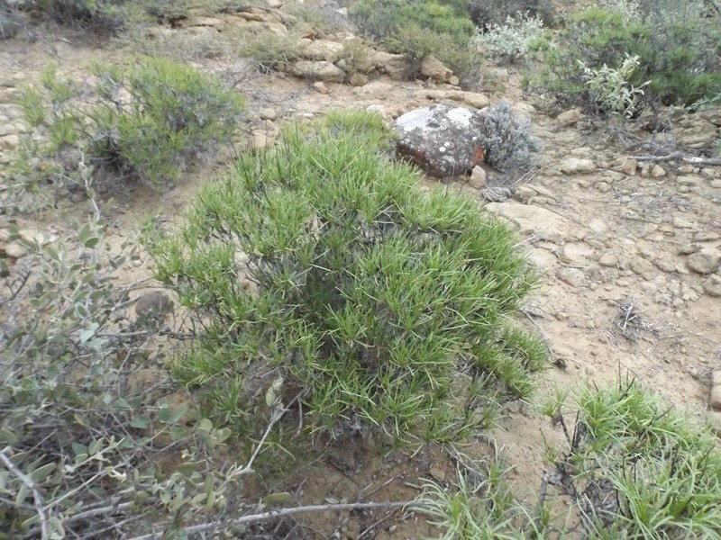Encelia stenophylla photo 7
