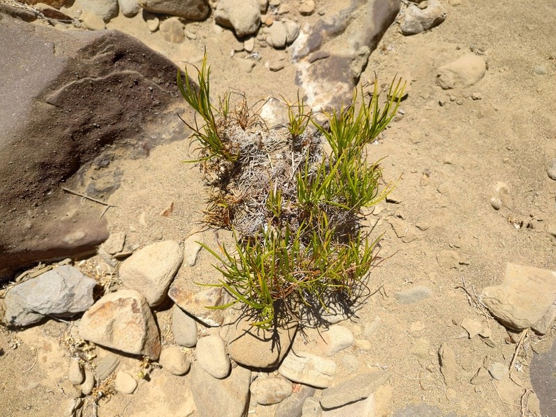 Encelia stenophylla photo 8