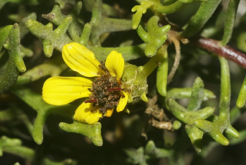 Encelia ventorum