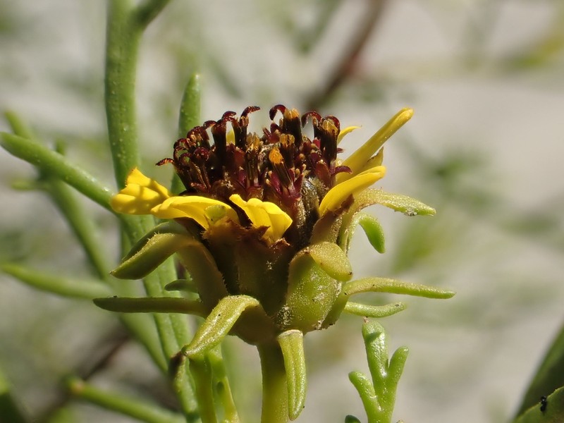 Encelia ventorum photo 3