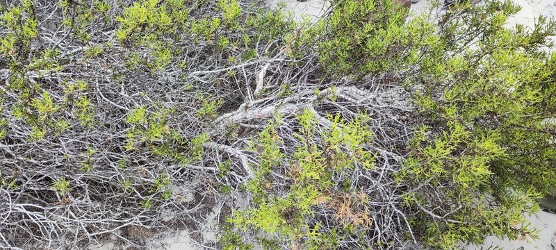 Encelia ventorum photo 4