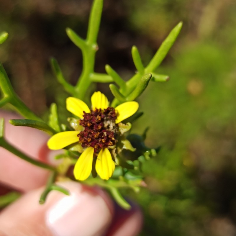 Encelia ventorum photo 5