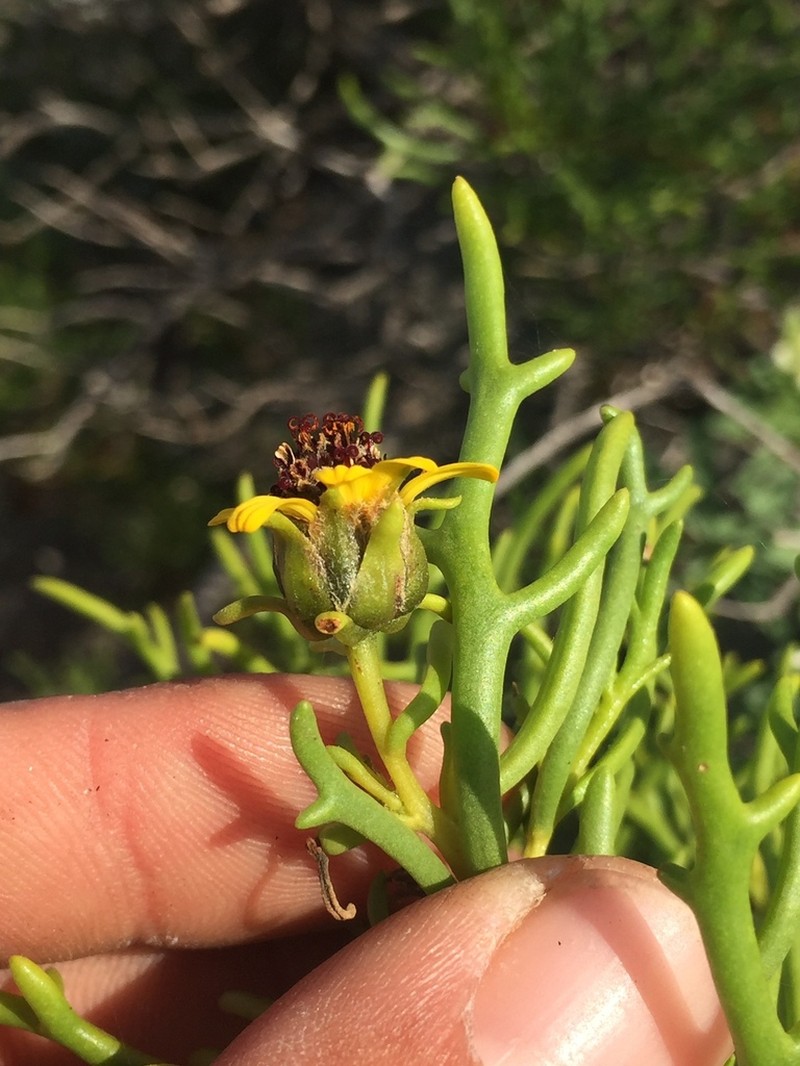 Encelia ventorum photo 8