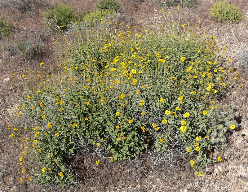 Virgin River Brittlebush