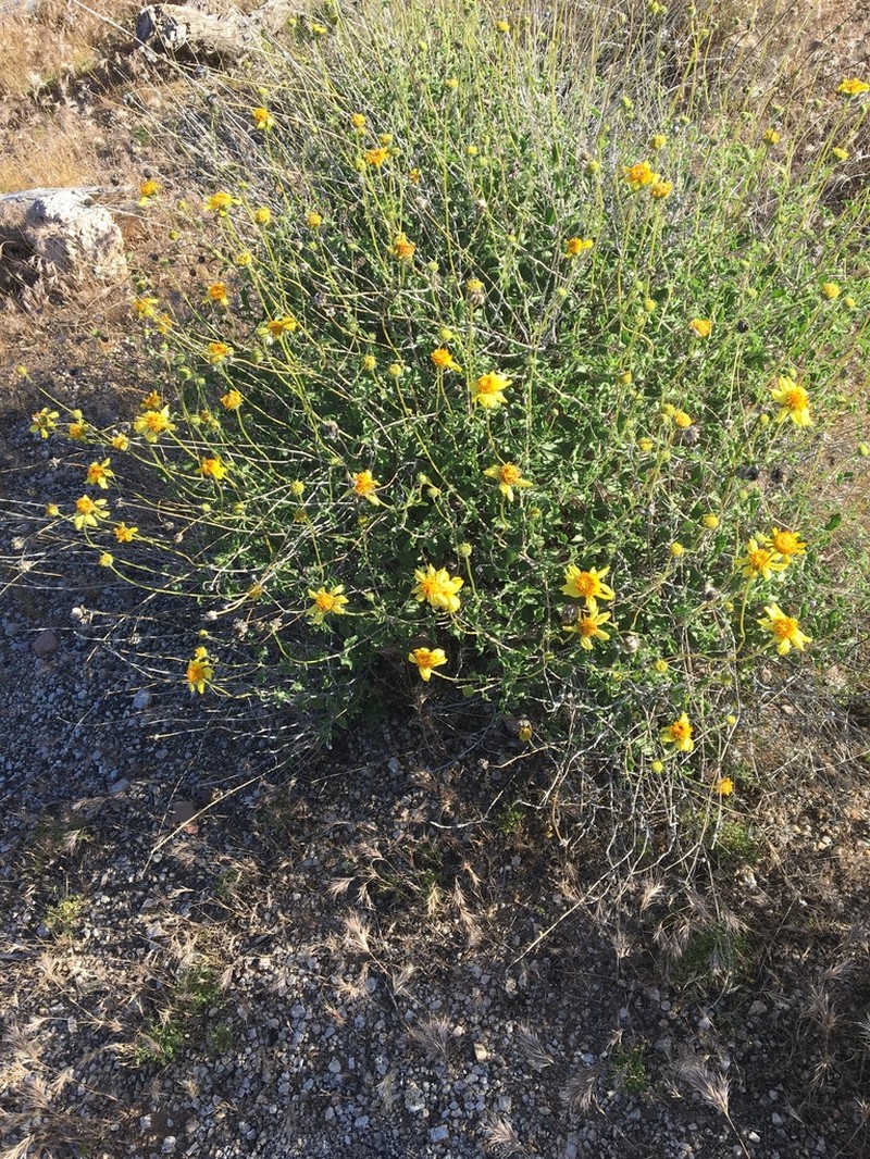 Virgin River Brittlebush photo 2