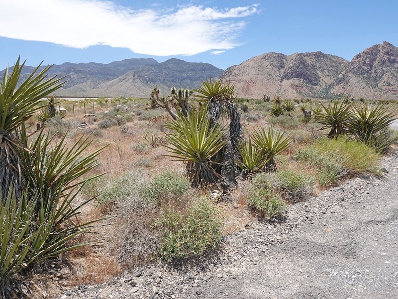 Virgin River Brittlebush photo 3