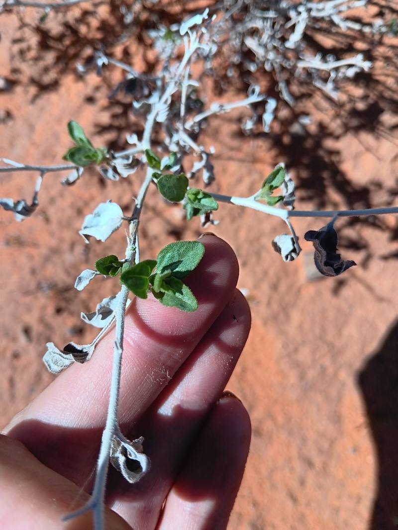 Virgin River Brittlebush photo 4