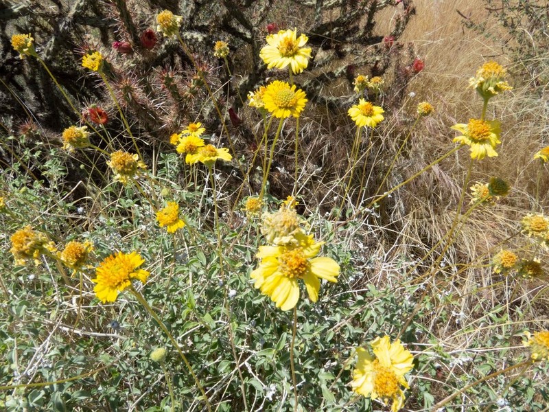 Virgin River Brittlebush photo 5
