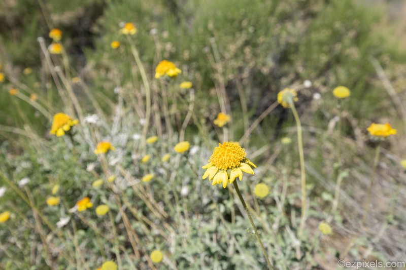 Virgin River Brittlebush photo 6