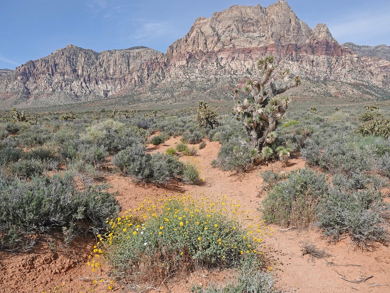Virgin River Brittlebush photo 7