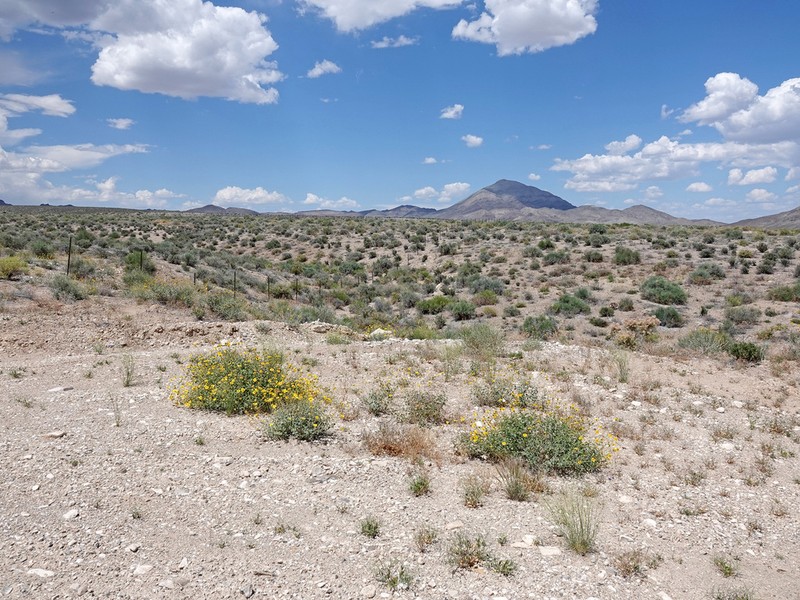 Virgin River Brittlebush photo 8